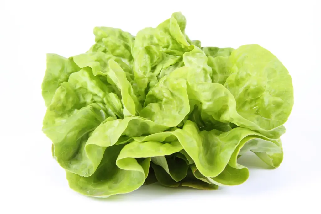 Lettuce Butterhead - Boston