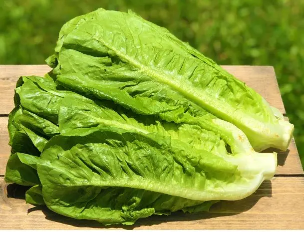 NL - LETTUCE ROMAIN 