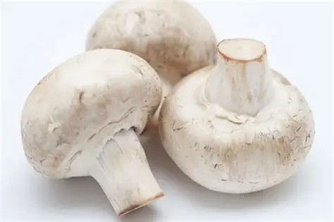 NL MUSHROOM WHITE TRAY (250 G) 