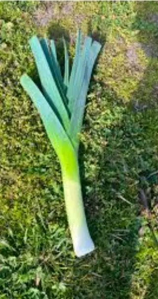 Leeks (Sri Lanka) 1 Pcs Pack 