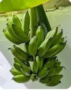 Maalhos Keyo KE Farms