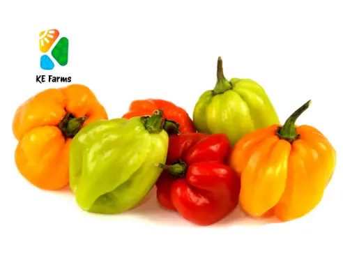 Scotch Bonnet KE Farms