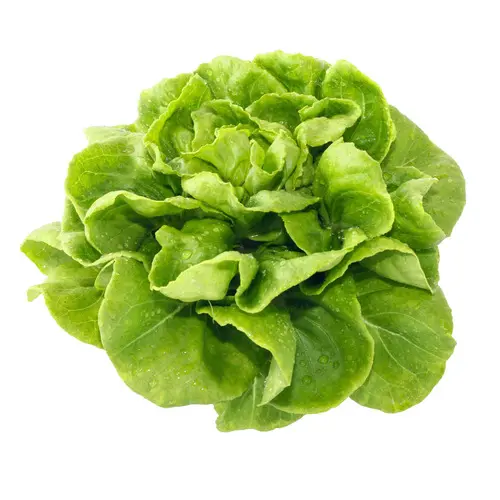 Lettuce Butterhead