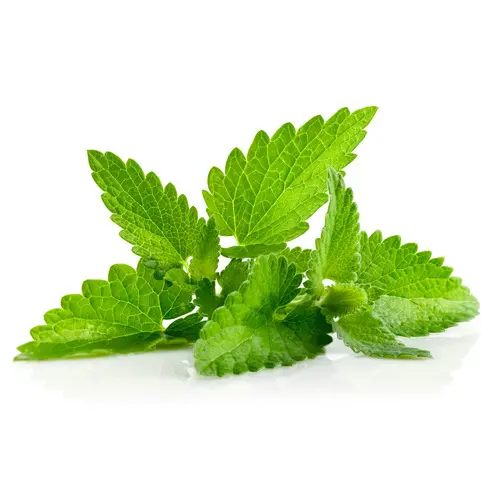Mint Leaf